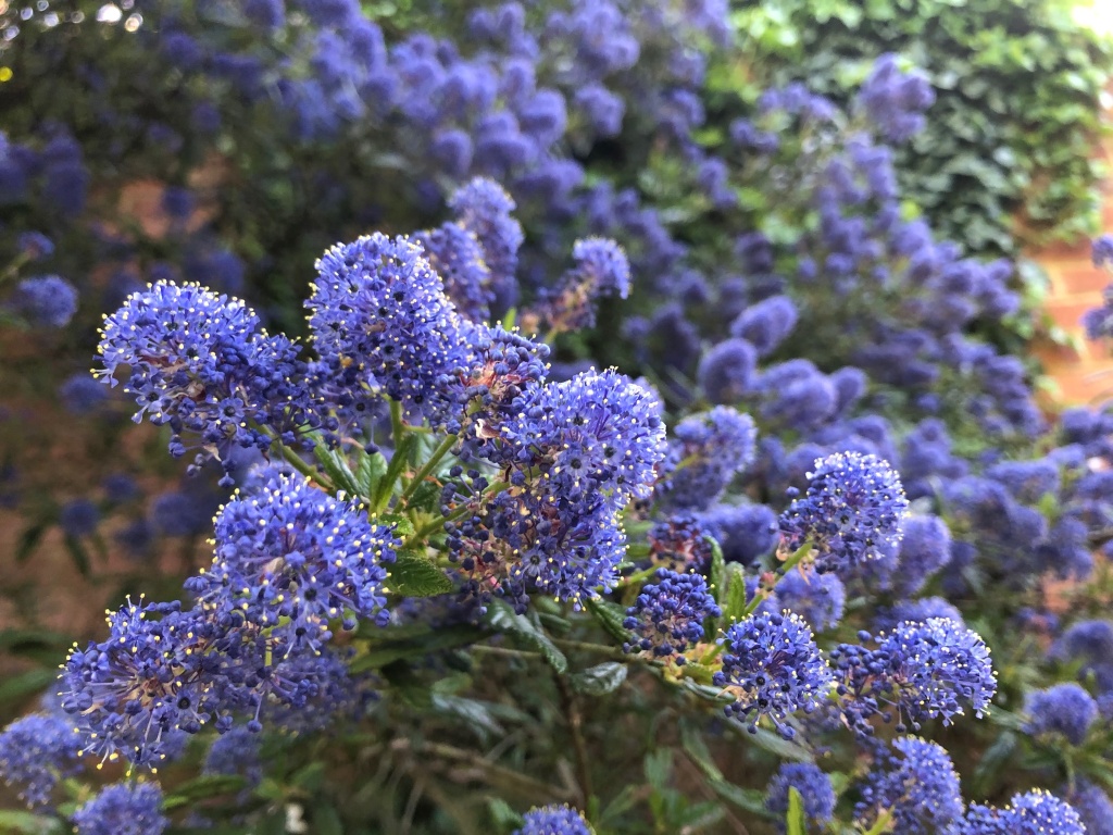 Californian Lilac