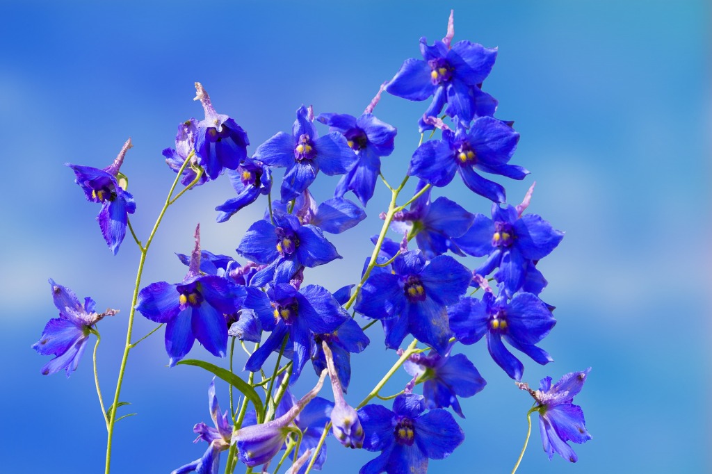 The Birth Flower of July: Delphinium