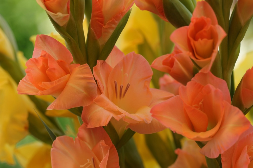 The birth flower of August: Gladiolus