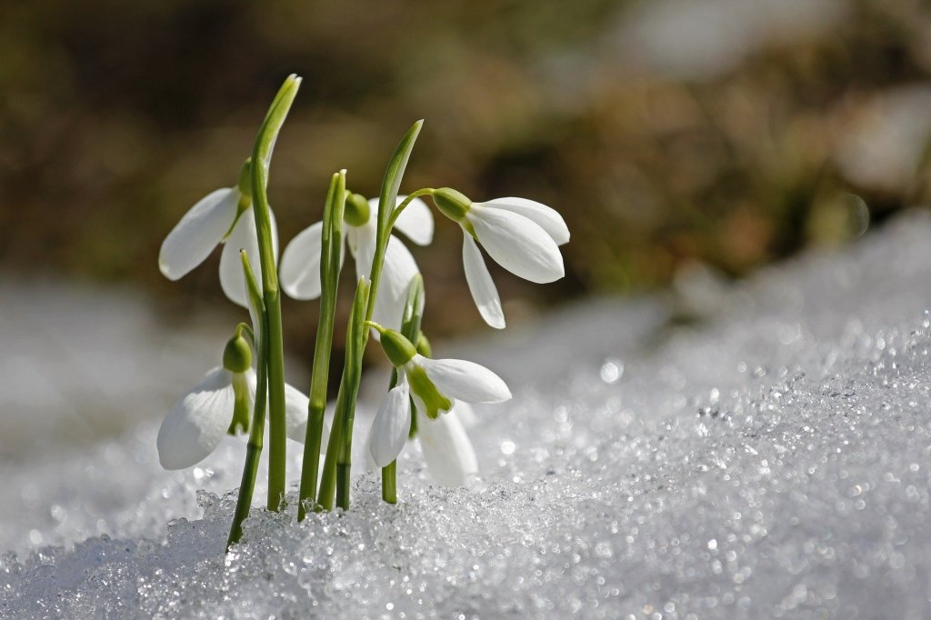 The birth flower of January: Snowdrop